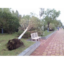 善庚農業-專業的回收拆遷樹木公司|高價回收拆遷樹木