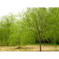 現貨2萬株青垂柳廠家直銷  價格優惠