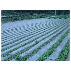 地膜批發價格：大量供應優惠的地膜