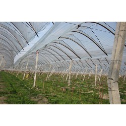 優質葡萄專用PE膜，口碑好的大棚專用膜濰坊哪里有