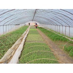 大棚防蟲網(wǎng)，質(zhì)量好的大鵬防蟲網(wǎng)推*