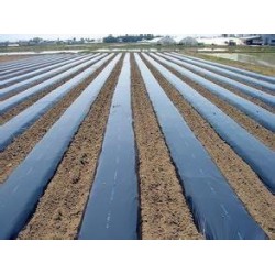 規(guī)模大的農用地膜提供商|大型的地膜基地