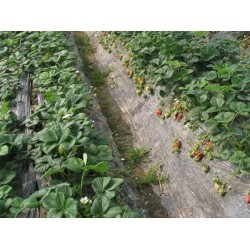 地膜生產(chǎn)廠(chǎng)家推*：嘉地膜公司