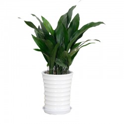 武漢辦公室盆栽價格室內(nèi)盆景銷售公司花卉出租，武漢室外苗木出租