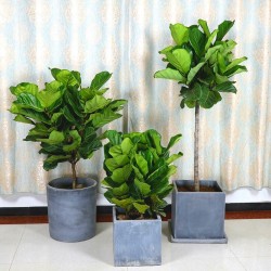 武漢室內(nèi)盆景公司花卉室外苗木，武漢商場綠植盆栽價格單位苗木