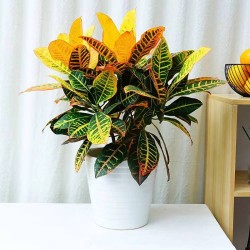 武漢室內盆景花卉出租室外苗木出租，商場綠植出租單位苗木養護