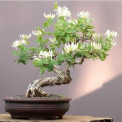 武漢室內盆景報價公司花卉養護室外苗木，商場綠植養護工廠盆景